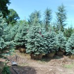 PICEA PUNGENS FAT ALBERT Colorado Spruce variety